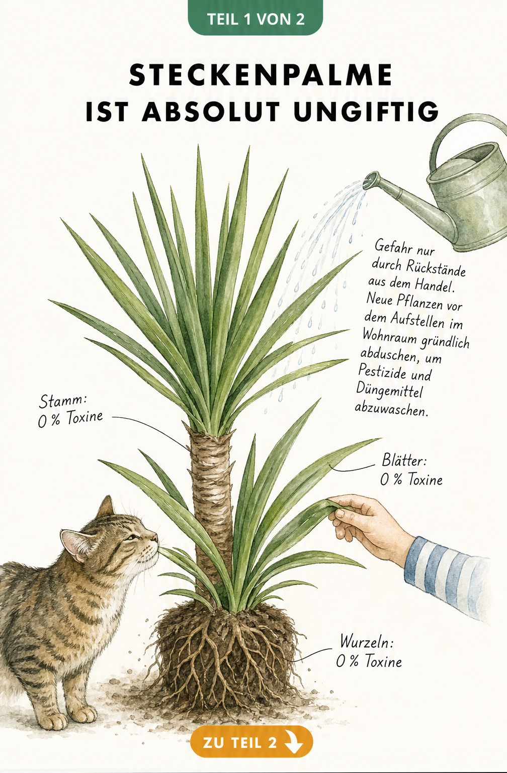 Aquarell-Illustration einer Steckenpalme mit Katze und Kinderhand, die zeigt, dass Wurzeln, Stamm und Blätter ungiftig sind.