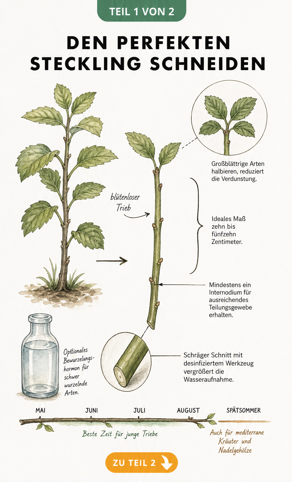 Botanische Illustration eines Pflanzenzweigs, die zeigt, wie man den perfekten Steckling schneidet, inklusive Blattreduktion und schrägem Schnitt.