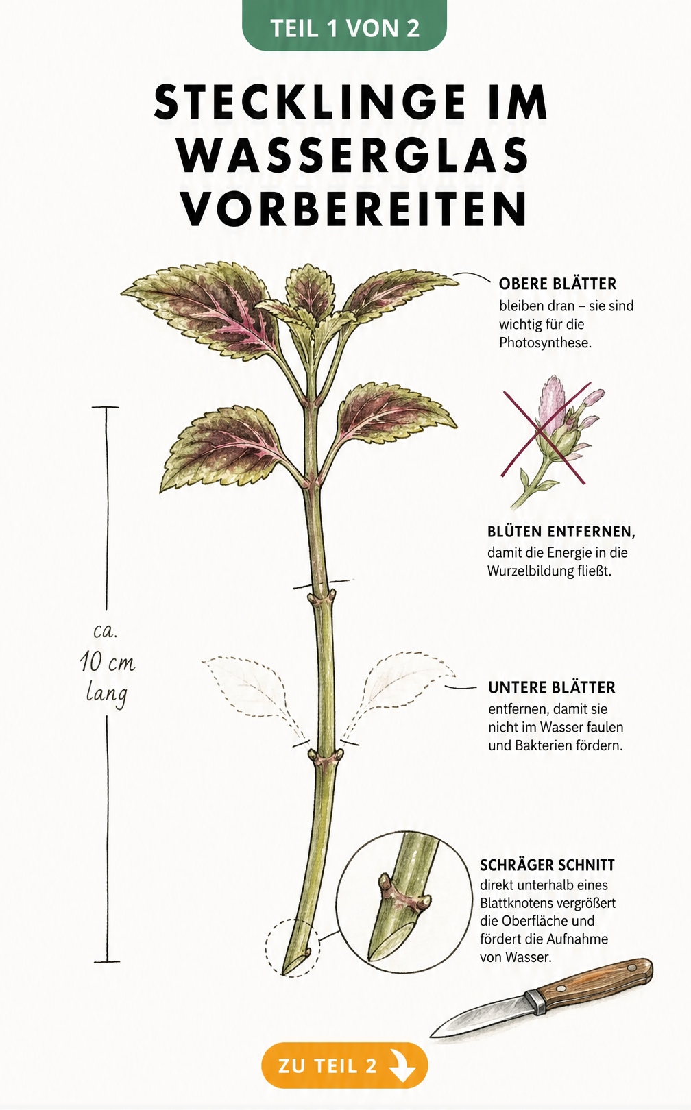 Botanische Illustration eines Stecklings, bei dem die unteren Blätter und Blüten entfernt werden und ein schräger Schnitt am Stängelende gezeigt wird.