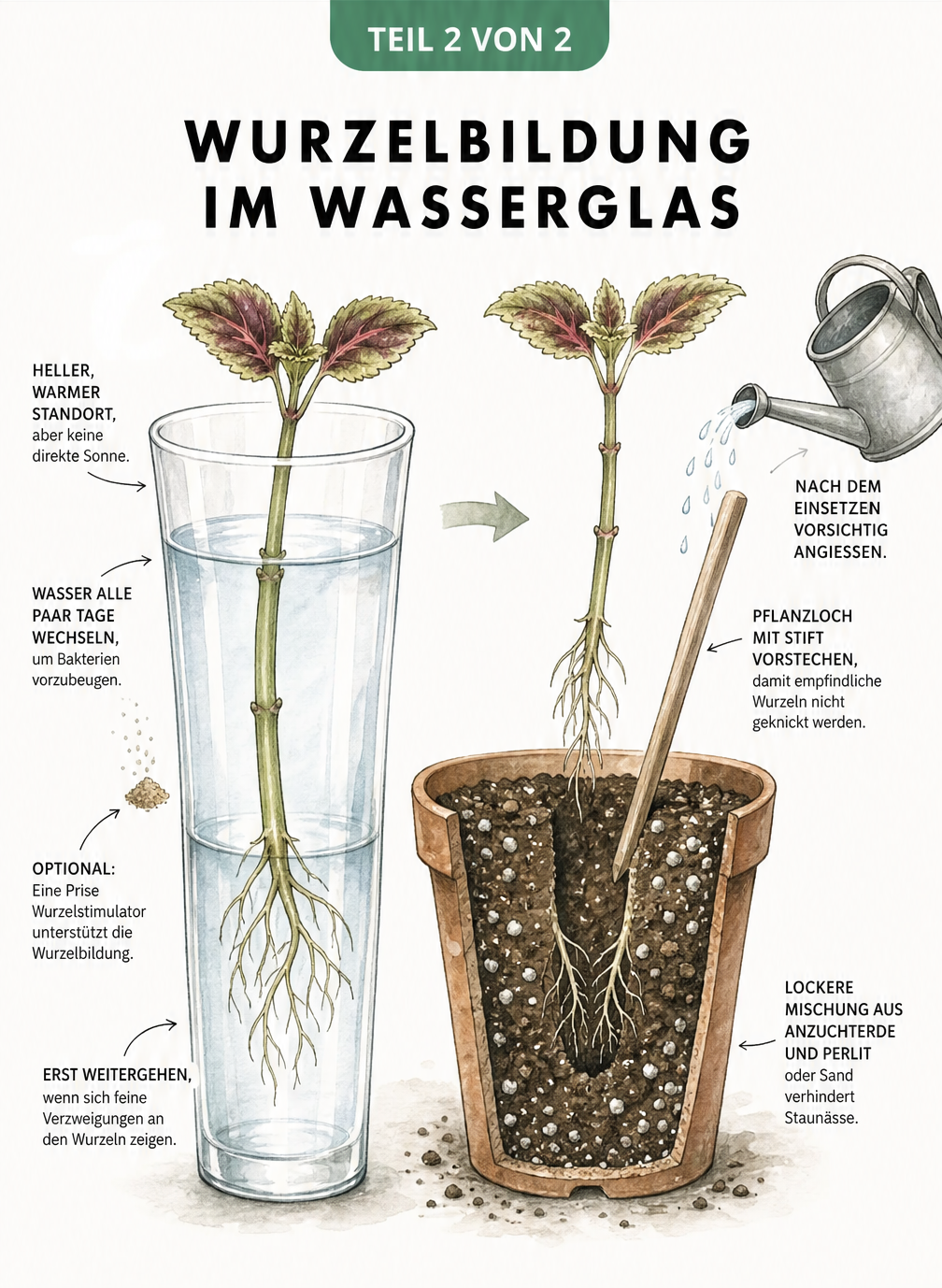 Querschnitt eines Wasserglases mit bewurzeltem Steckling und daneben ein Pflanztopf mit Erde, in den der Steckling eingepflanzt wird.