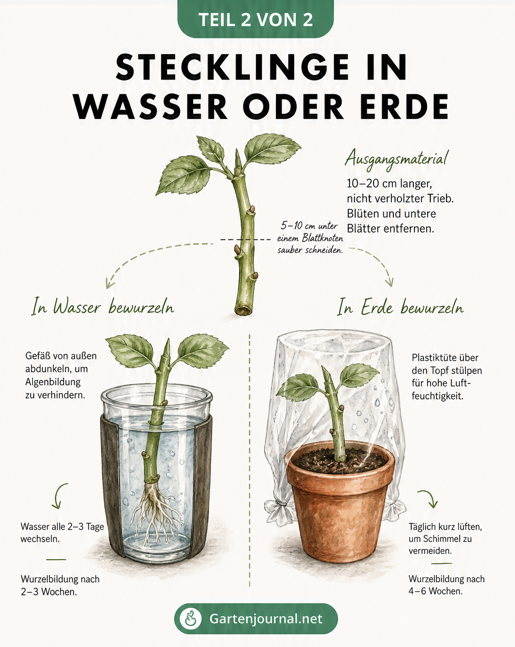Vergleich der Bewurzelung von Stecklingen im Wasserglas und in Anzuchterde im Querschnitt