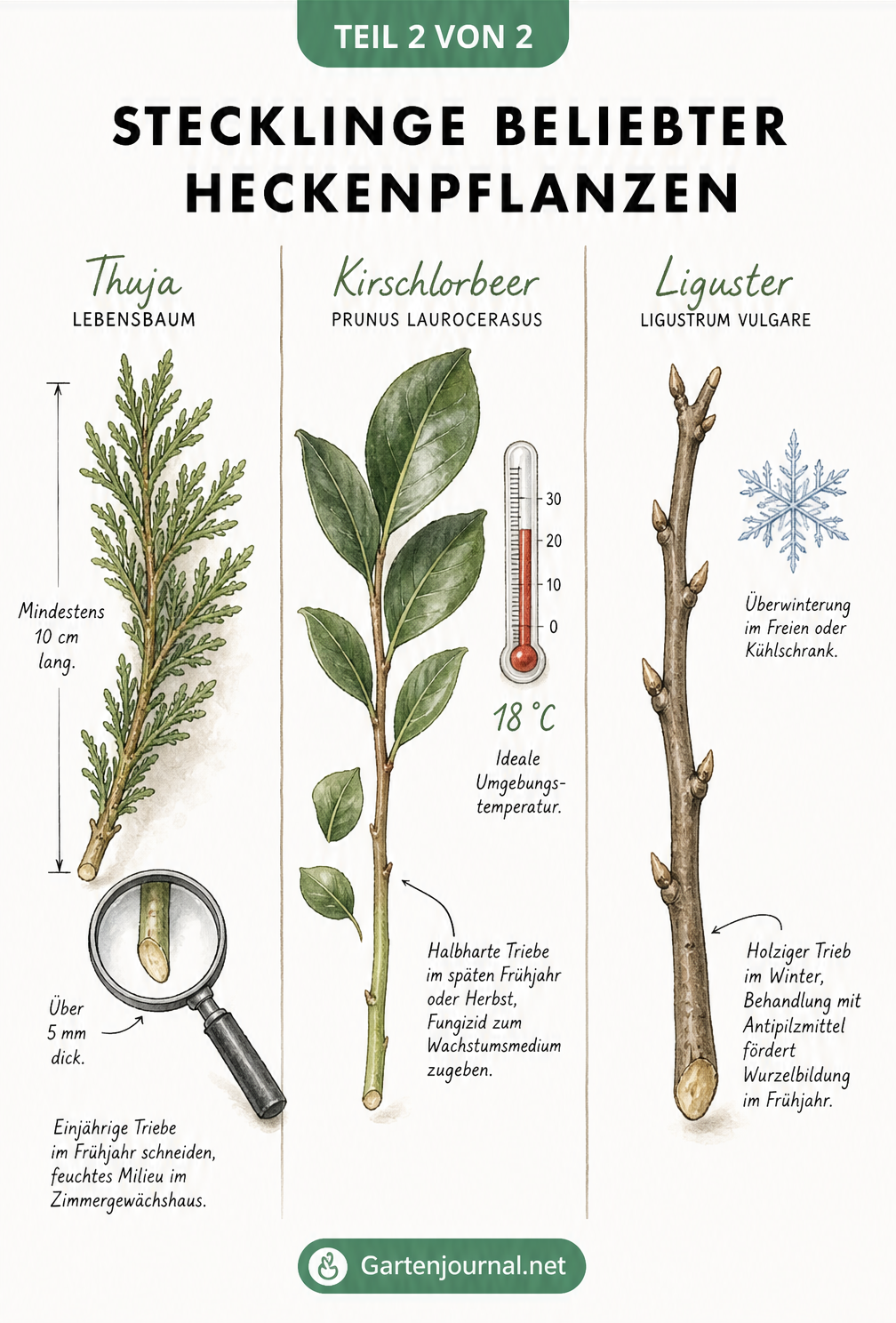 Botanische Zeichnung von Stecklingen beliebter Heckenpflanzen: Thuja, Kirschlorbeer und Liguster mit Maßangaben und Pflegehinweisen