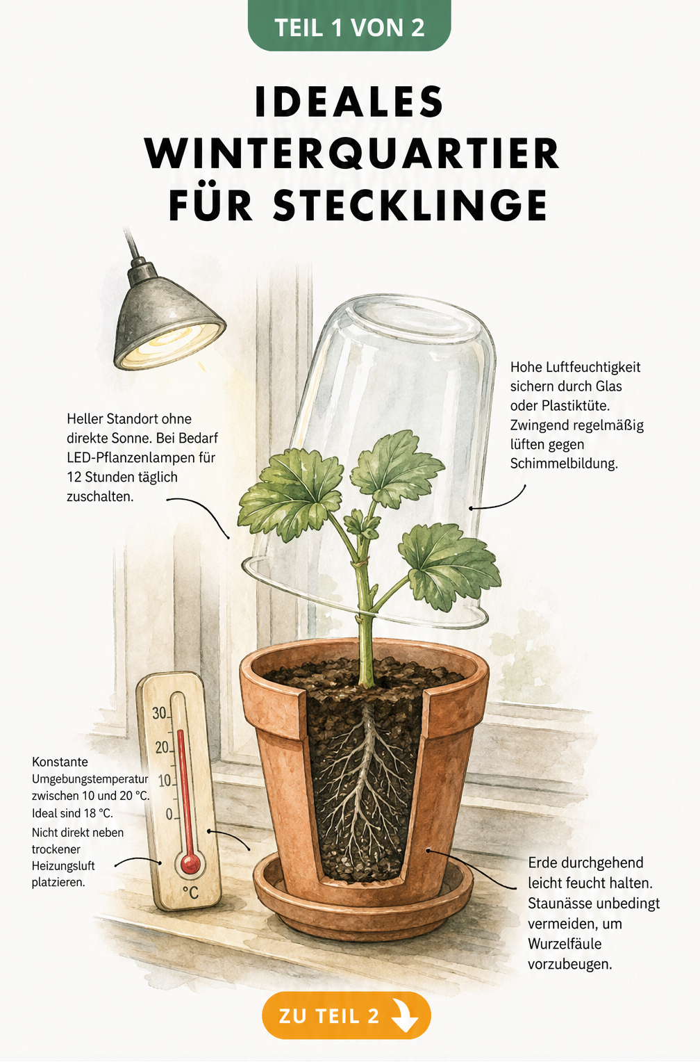 Botanische Illustration eines Stecklings im Tontopf auf einer Fensterbank mit Hinweisen zu Licht, Luftfeuchtigkeit, Temperatur und Bodenbeschaffenheit