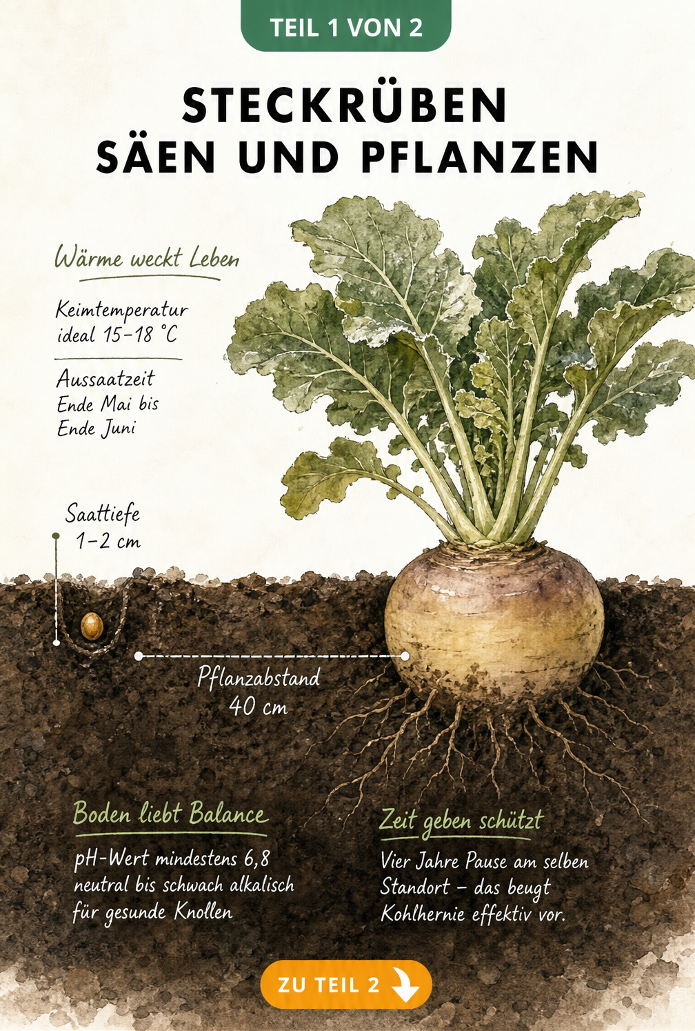 Querschnitt eines Gartenbeets mit Samenkorn, ausgewachsener Steckrübe, Saattiefe und Pflanzabstand
