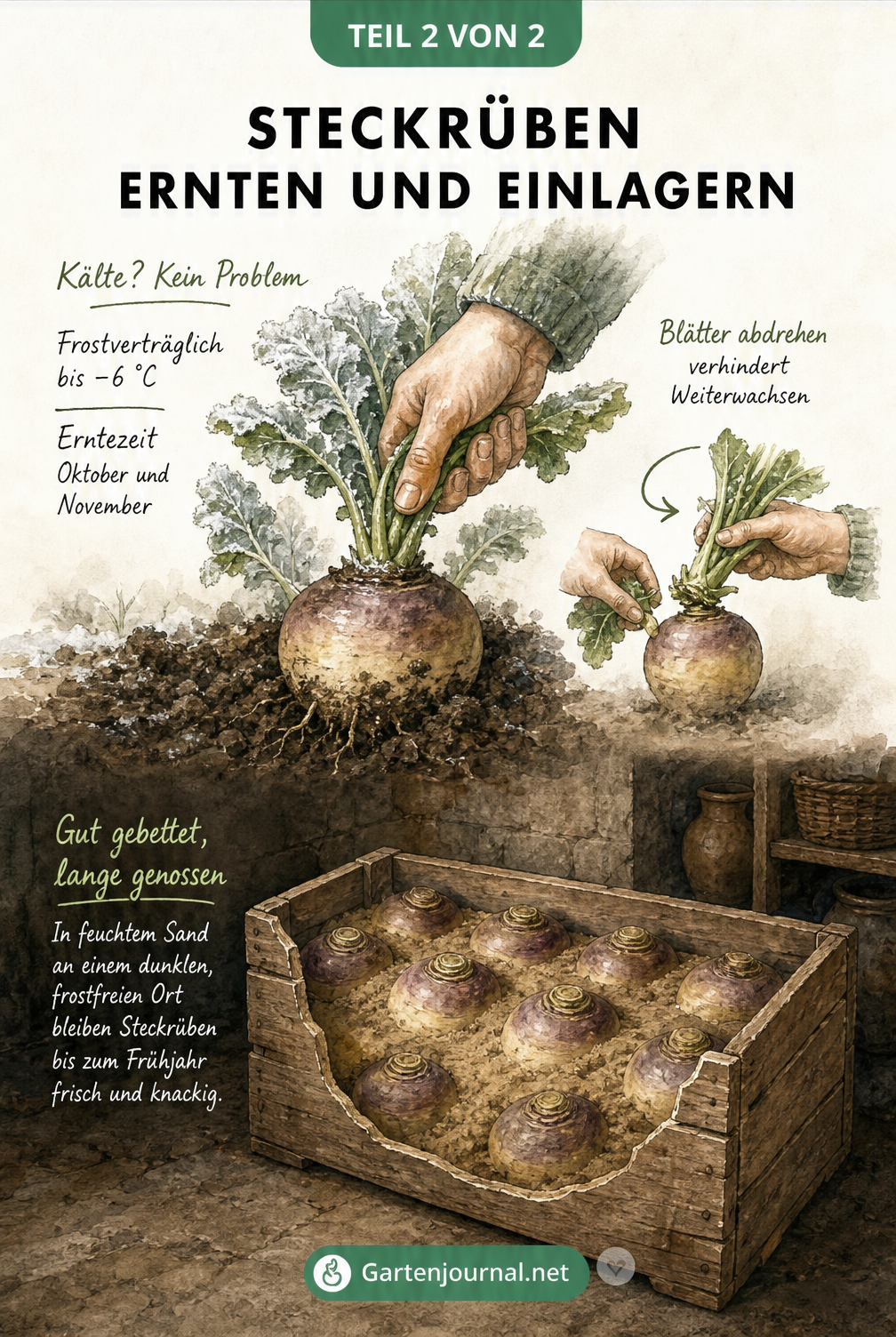 Illustration einer Steckrübe im Freiland bei Frost und einer Holzkiste mit Steckrüben in feuchtem Sand