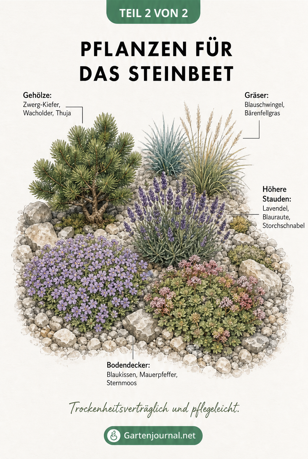 Illustration eines bepflanzten Steinbeets mit Zwerg-Kiefer, Blauschwingel, Lavendel und Blaukissen zwischen Kieselsteinen