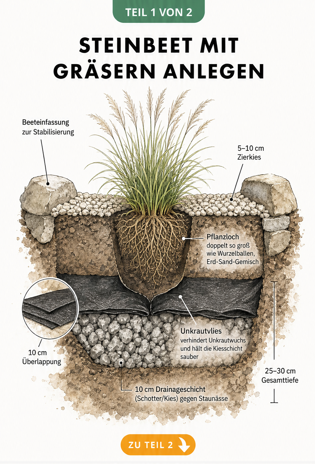 Schnittzeichnung eines Steinbeets mit Gräsern, die den Schichtaufbau aus Drainage, Unkrautvlies, Erde und Zierkies zeigt