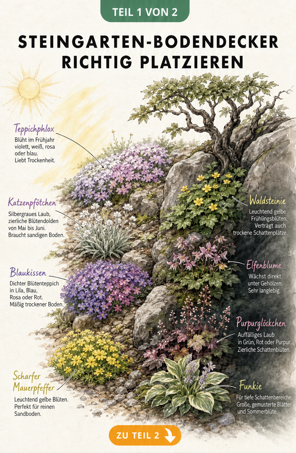 Illustration eines Steingartens mit Bodendeckern für sonnige und schattige Standorte