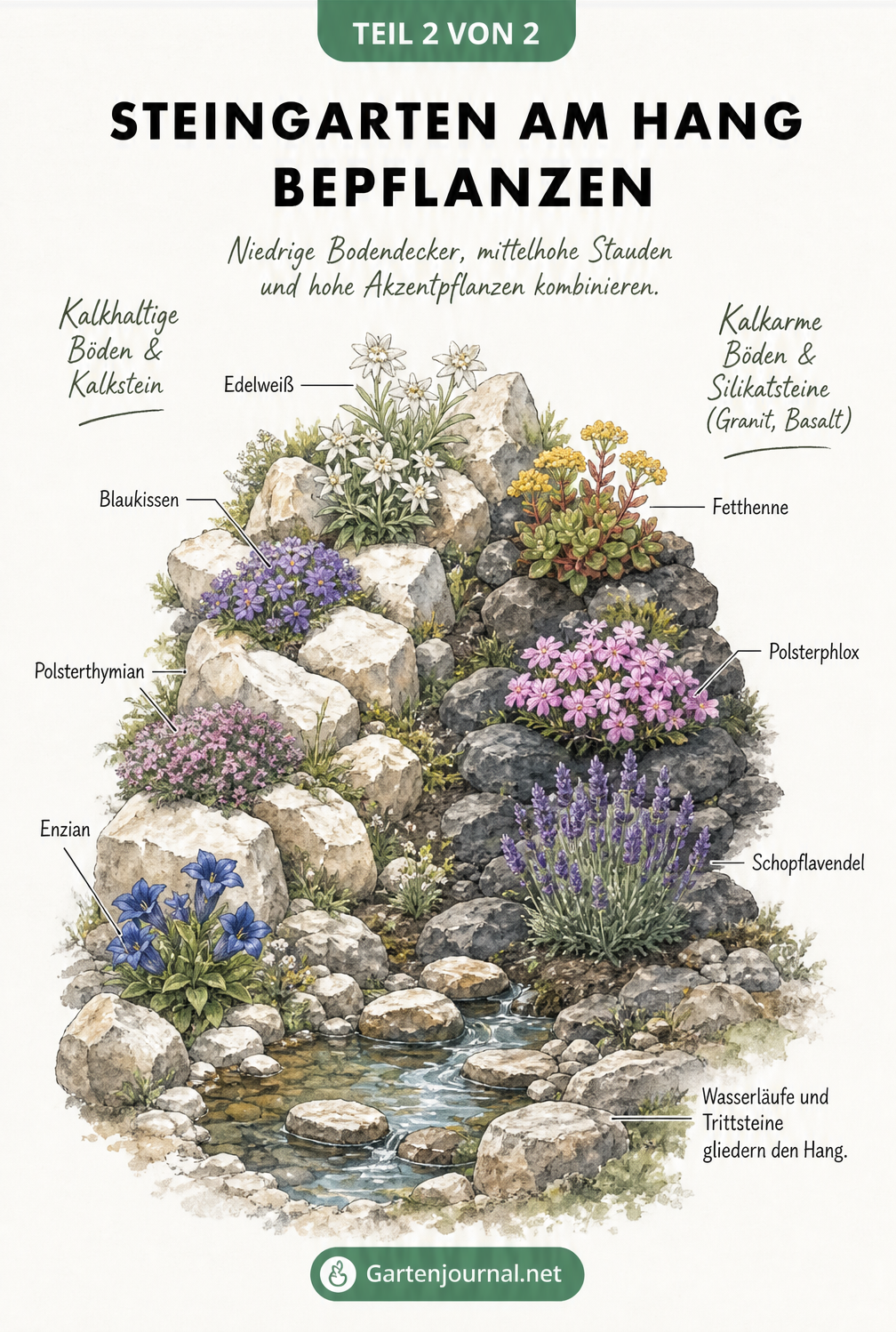 Illustration eines bepflanzten Steingartens am Hang, unterteilt in kalkhaltige und kalkarme Böden mit passenden Pflanzen