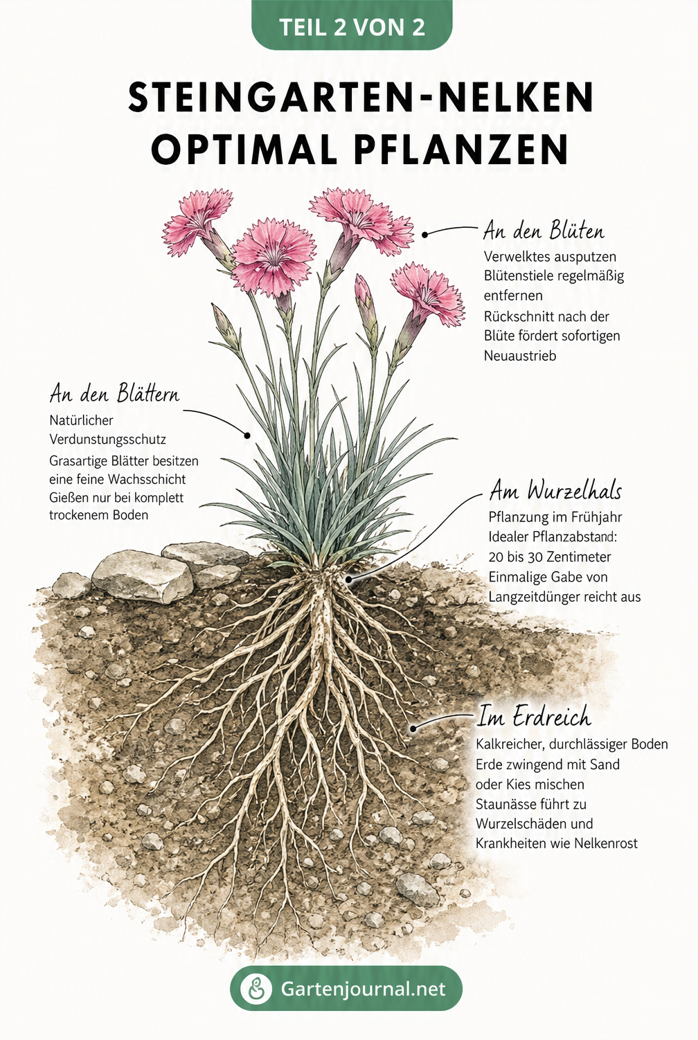 Botanische Schnittzeichnung einer Steingarten-Nelke mit Pflegehinweisen zu Blüten, Blättern, Wurzelhals und Erdreich.