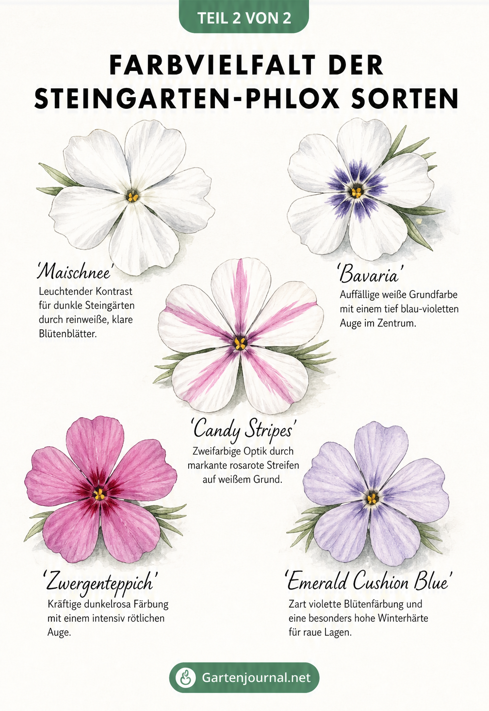 Fünf verschiedene Sorten des Steingarten-Phlox in Weiß, Rosa und Violett mit detaillierten Blütenzeichnungen.