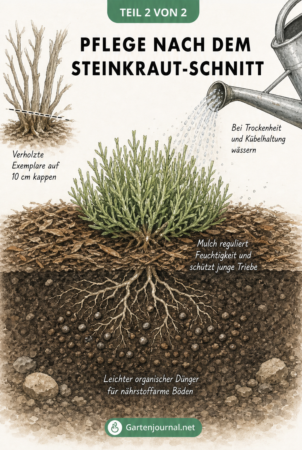 Querschnitt eines Gartenbeets mit zurückgeschnittenem Steinkraut, Mulchschicht, organischem Dünger und Bewässerung durch eine Gießkanne.
