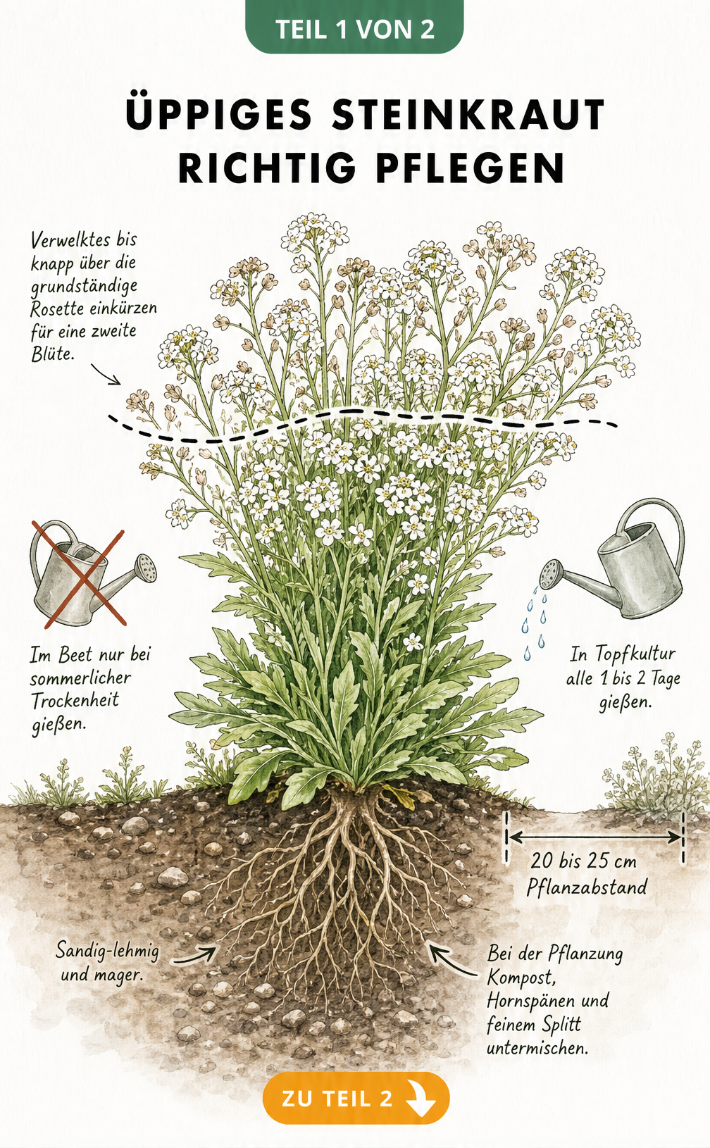 Botanische Querschnitt-Illustration von Steinkraut im Beet mit Wurzeln, Blüten und Pflegehinweisen