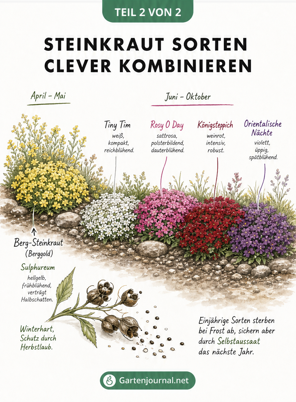 Aquarellierte Illustration eines Blumenbeets, das den Blühverlauf verschiedener Steinkraut-Sorten von Frühling bis Herbst zeigt