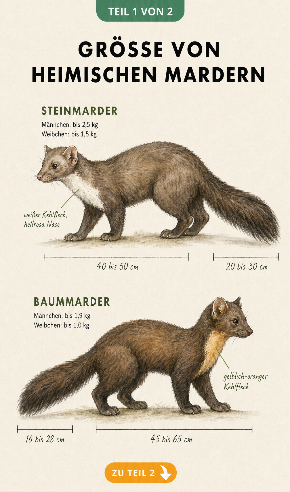 Illustration von Steinmarder und Baummarder mit Maßlinien zu Körperlänge und Gewicht