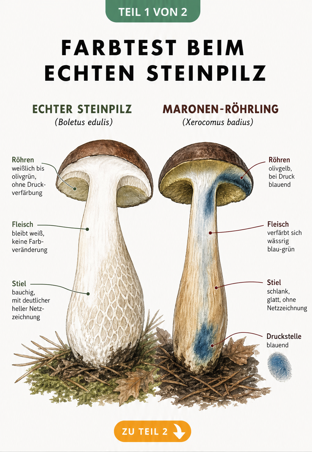 Illustration eines echten Steinpilzes und eines Maronen-Röhrlings im Längsschnitt mit Fokus auf die Blaufärbung