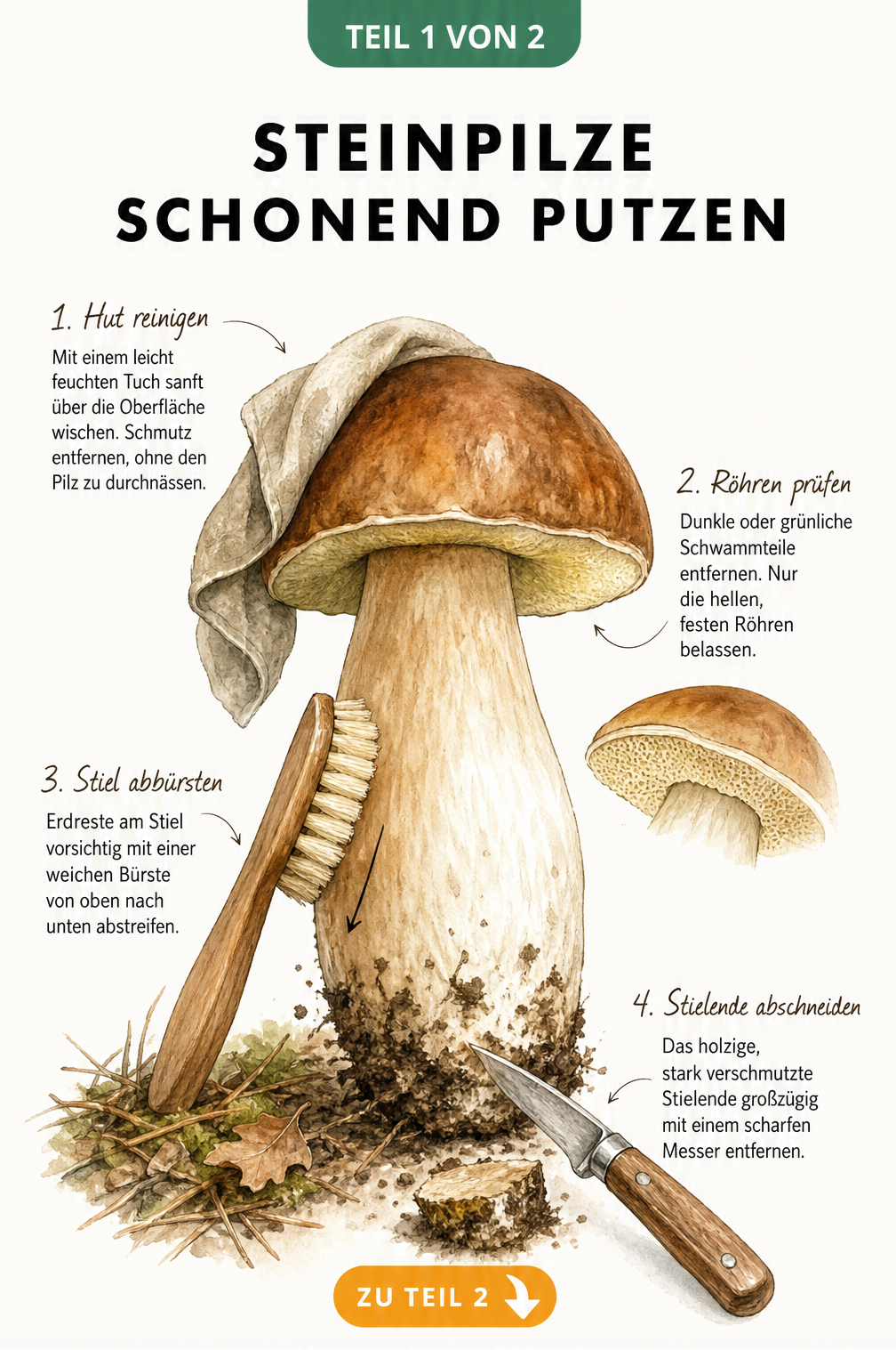 Illustration eines Steinpilzes mit Werkzeugen zum Putzen: Tuch, Bürste und Messer