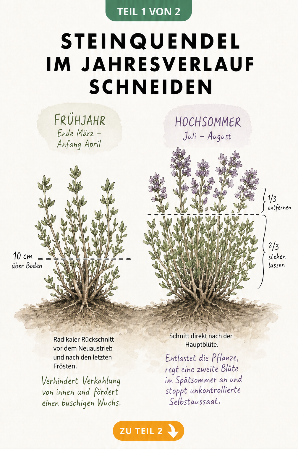 Botanische Illustration des Steinquendels im Frühjahr und Hochsommer mit Schnittlinien