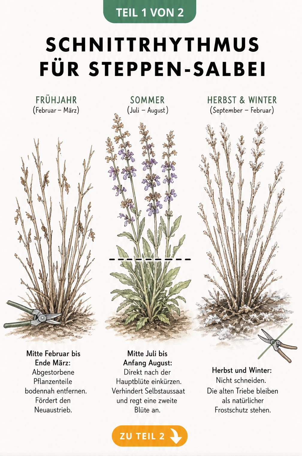 Illustration des Steppen-Salbeis in drei Jahreszeiten mit Schnittanleitung für Frühjahr, Sommer und Winter