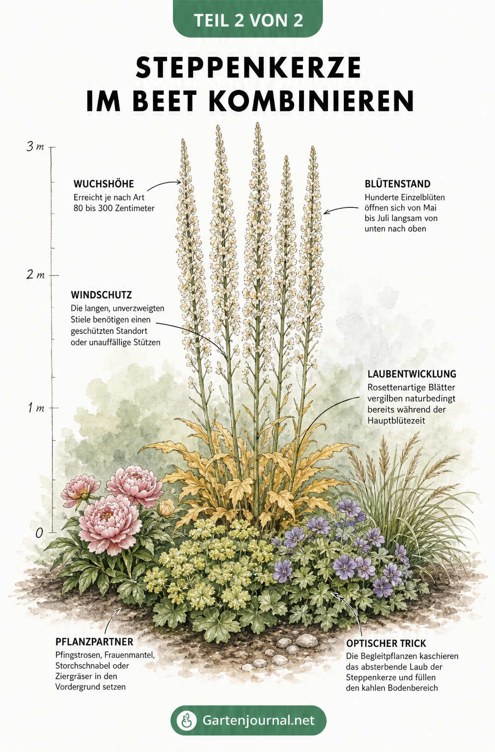 Illustration einer blühenden Steppenkerze im Beet, deren welkes Laub von Begleitstauden verdeckt wird