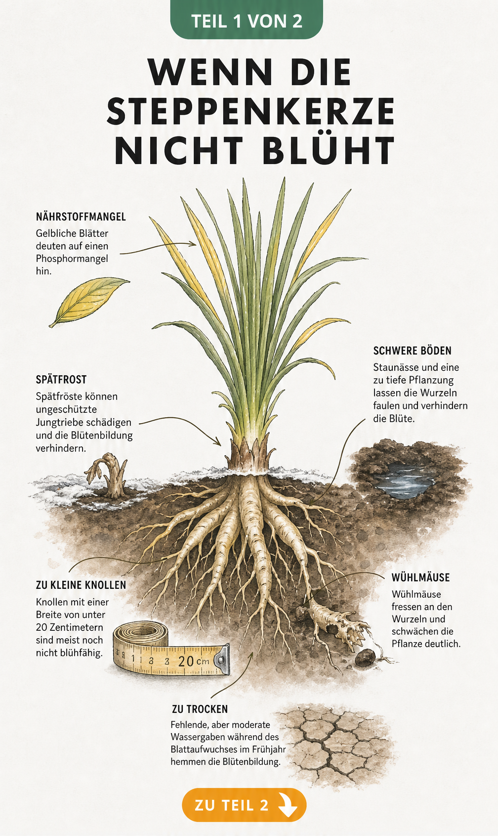 Botanische Illustration einer Steppenkerze mit Ursachen für fehlende Blüte wie Nährstoffmangel, Frostschäden und Staunässe