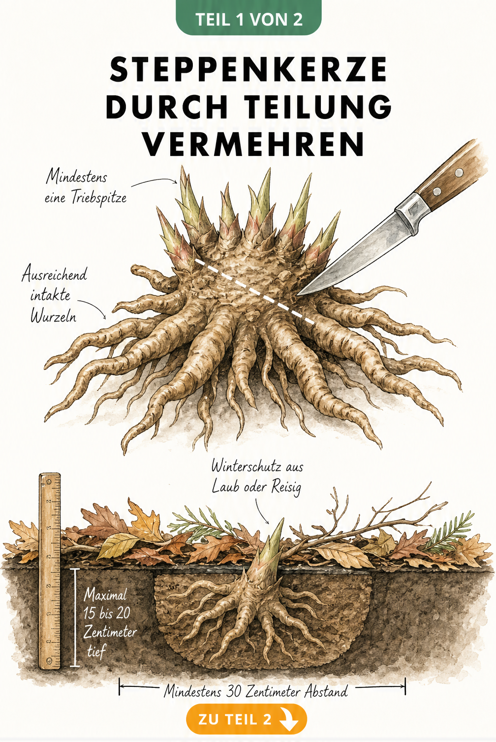 Illustration der Steppenkerzen-Aussaat mit Samenkapsel, Einmachglas mit Sand im Kühlschrank, Anzuchtschale und pikiertem Sämling