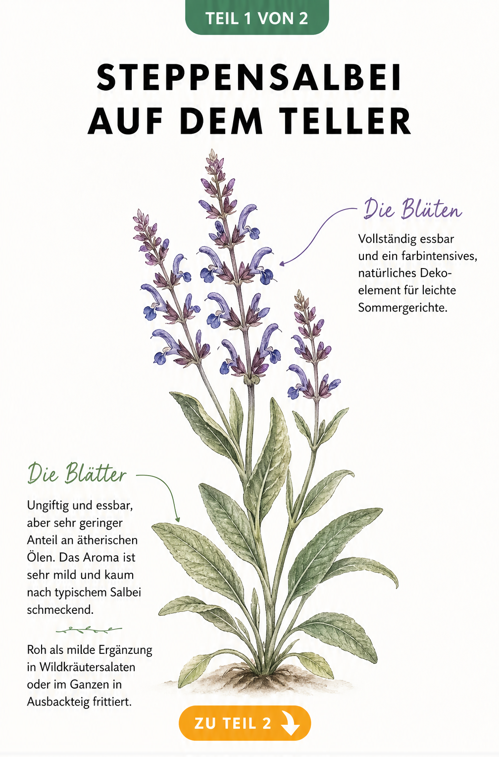 Botanische Illustration des Steppensalbeis mit Hinweisen zur Essbarkeit von Blättern und Blüten