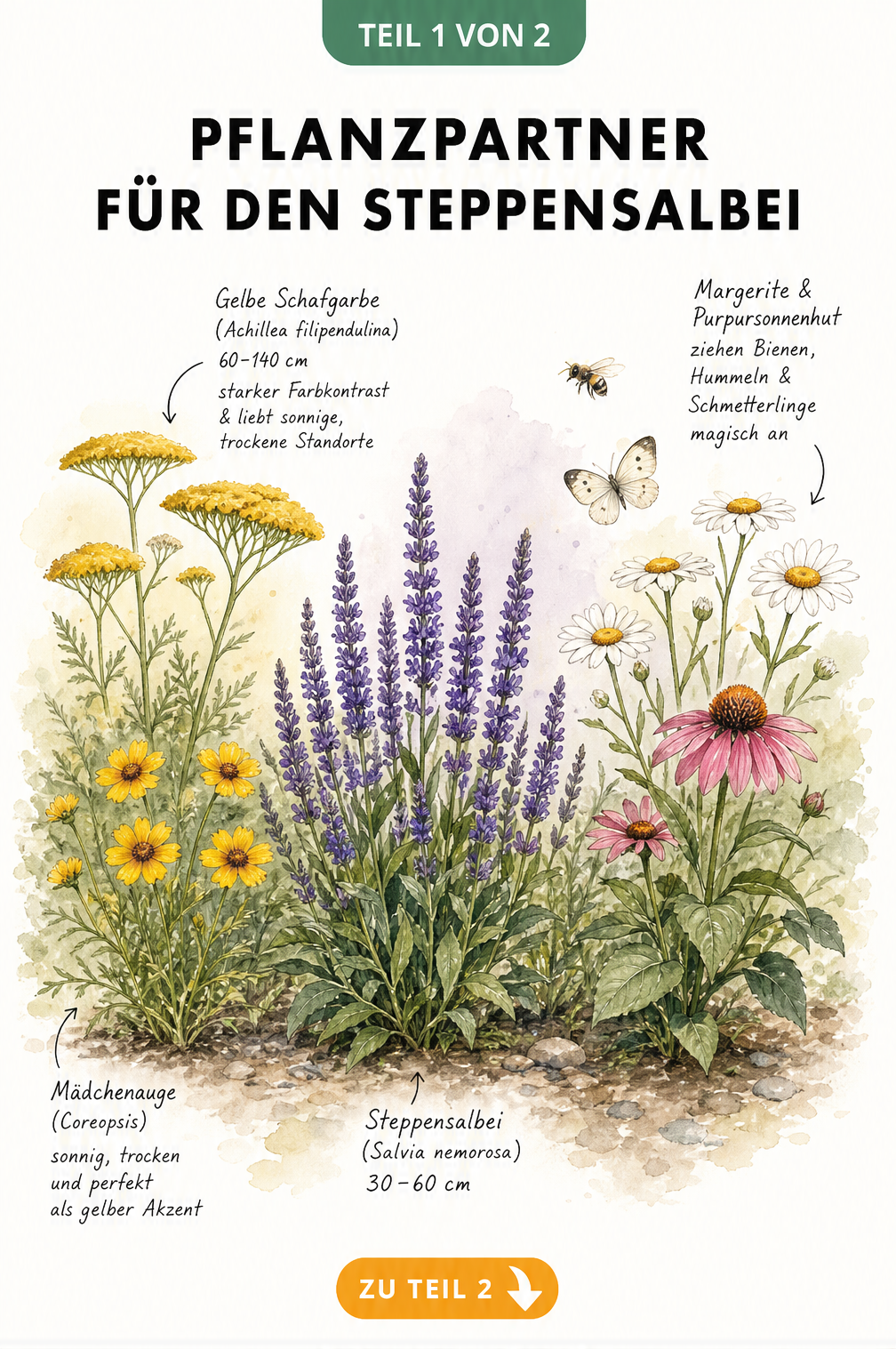 Illustration eines Gartenbeets mit blauviolettem Steppensalbei, gelber Schafgarbe, weißen Margeriten und rosafarbenem Purpursonnenhut.