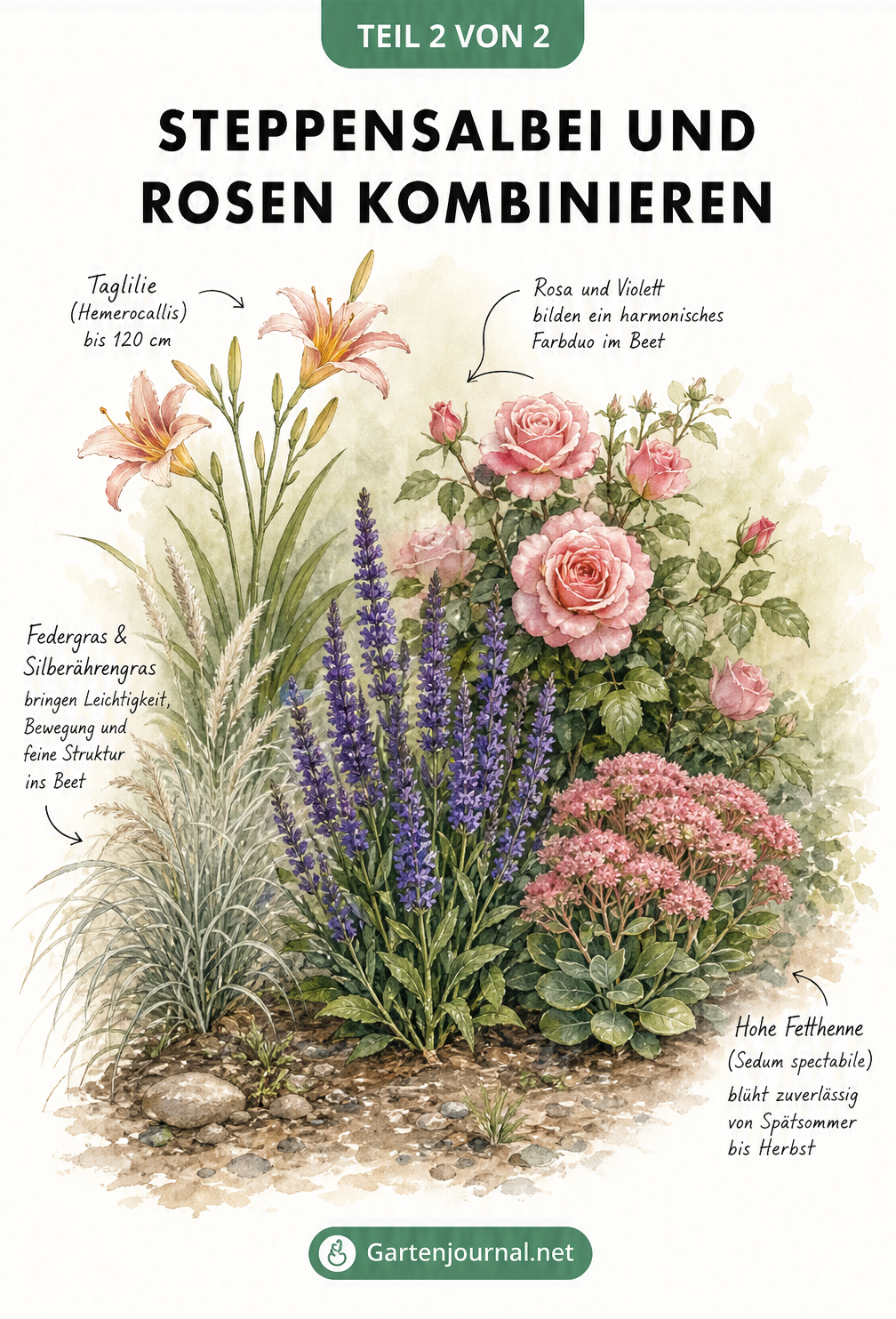 Illustration eines Beets mit rosafarbener Rose, violettem Steppensalbei, Taglilie, Ziergräsern und Hoher Fetthenne.