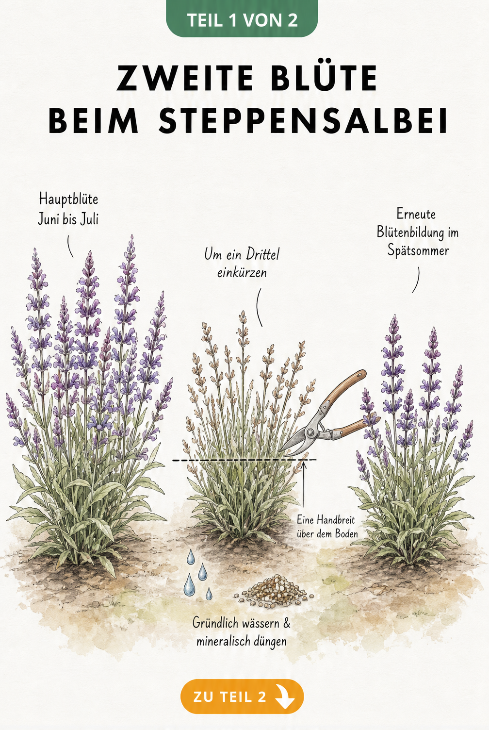 Botanische Illustration des Steppensalbeis, die den Rückschnitt nach der Hauptblüte und die erneute Blütenbildung im Spätsommer zeigt.