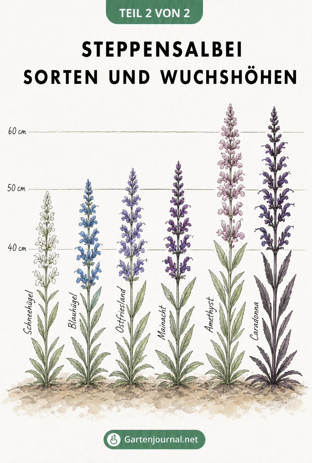 Gegenüberstellung von sechs Steppensalbei-Sorten mit ihren jeweiligen Wuchshöhen und Blütenfarben von Weiß über Blau bis Violett.