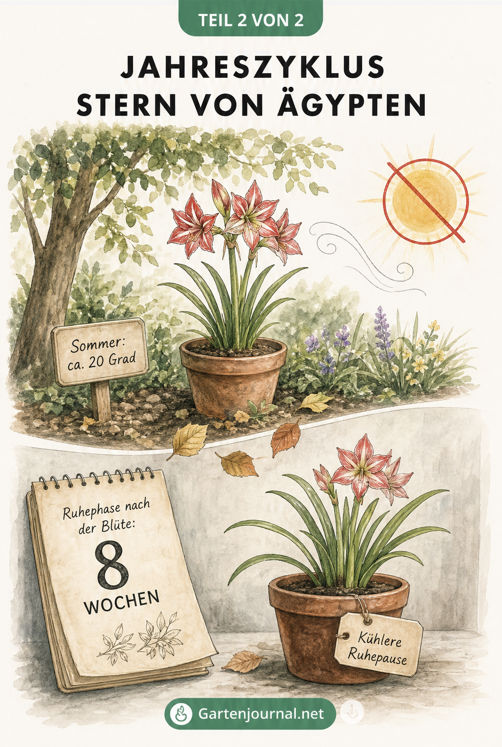 Zweigeteilte Illustration: Oben der Stern von Ägypten im Sommer im Halbschatten, unten die Pflanze in der achtwöchigen Ruhephase nach der Blüte.
