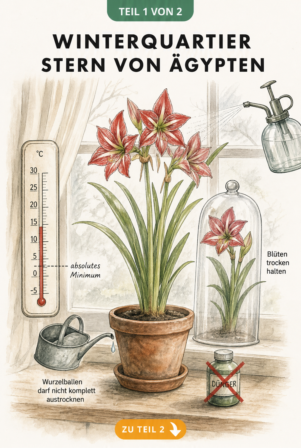 Illustration eines Stern von Ägypten im Topf auf einem Fensterbrett mit Thermometer, das 10 bis 15 Grad anzeigt.