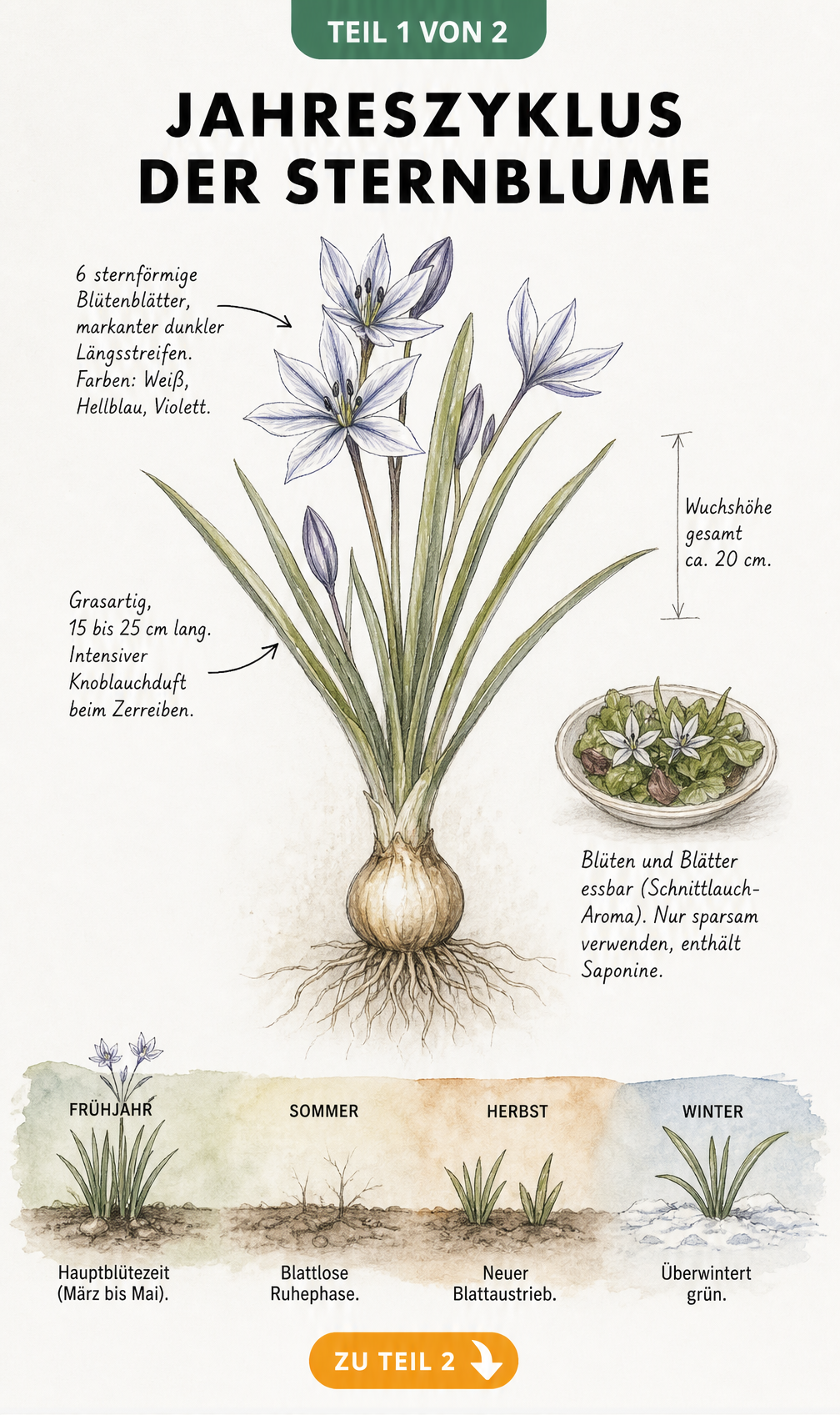 Botanische Illustration der Sternblume mit Zwiebel, Wurzeln, Blättern und Blüte sowie einem Jahreszeiten-Balken