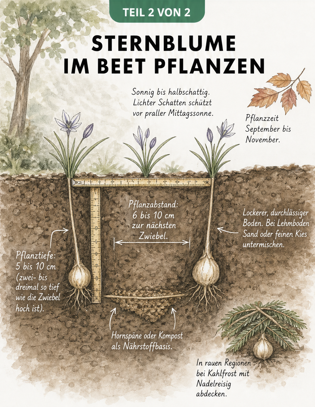Querschnitt durch die Erde mit einer Sternblumen-Zwiebel, Maßangaben zu Pflanztiefe und Pflanzabstand