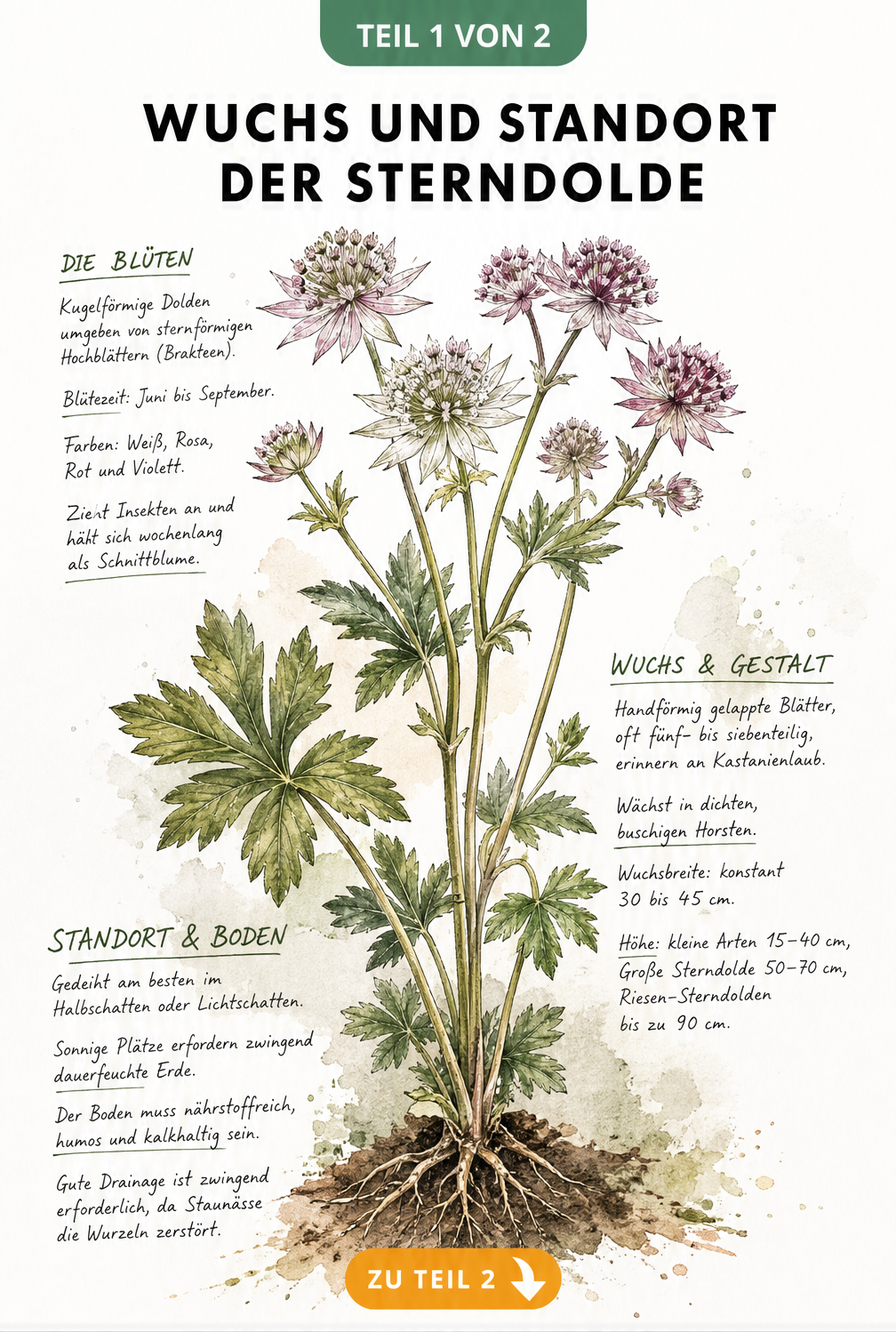 Botanische Illustration der Großen Sterndolde mit Details zu Wuchs, Blättern, Blüten und Standortansprüchen