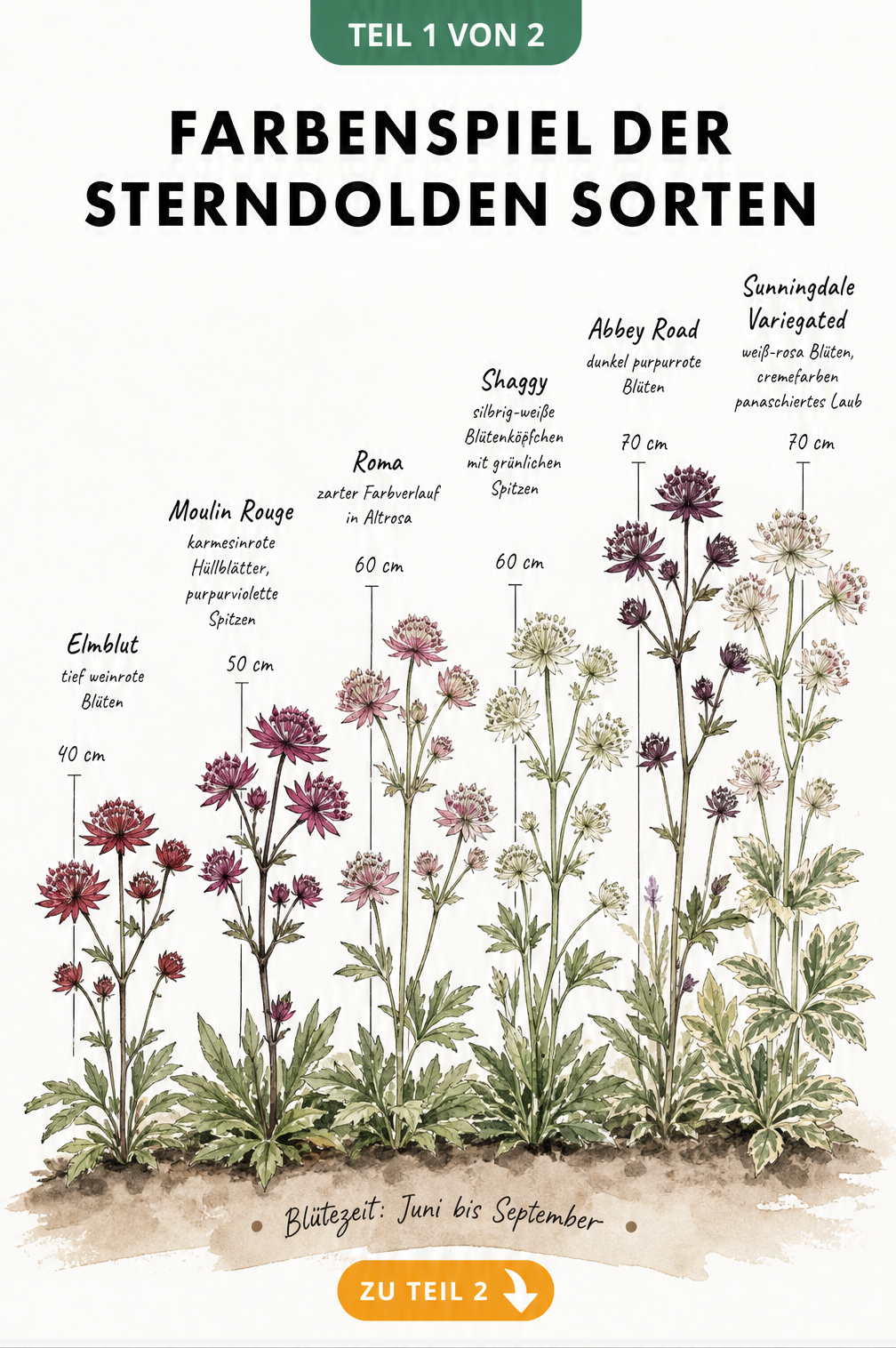 Botanische Illustration von sechs Sterndolden-Sorten mit Höhenangaben von 40 bis 70 Zentimetern