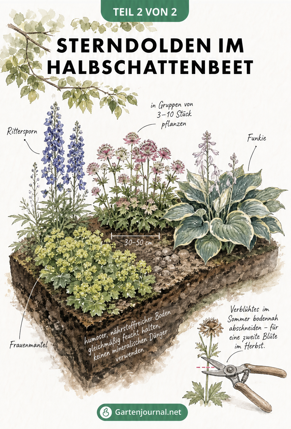 Isometrische Schnittzeichnung eines Halbschattenbeets mit Sterndolden, Rittersporn und Funkie