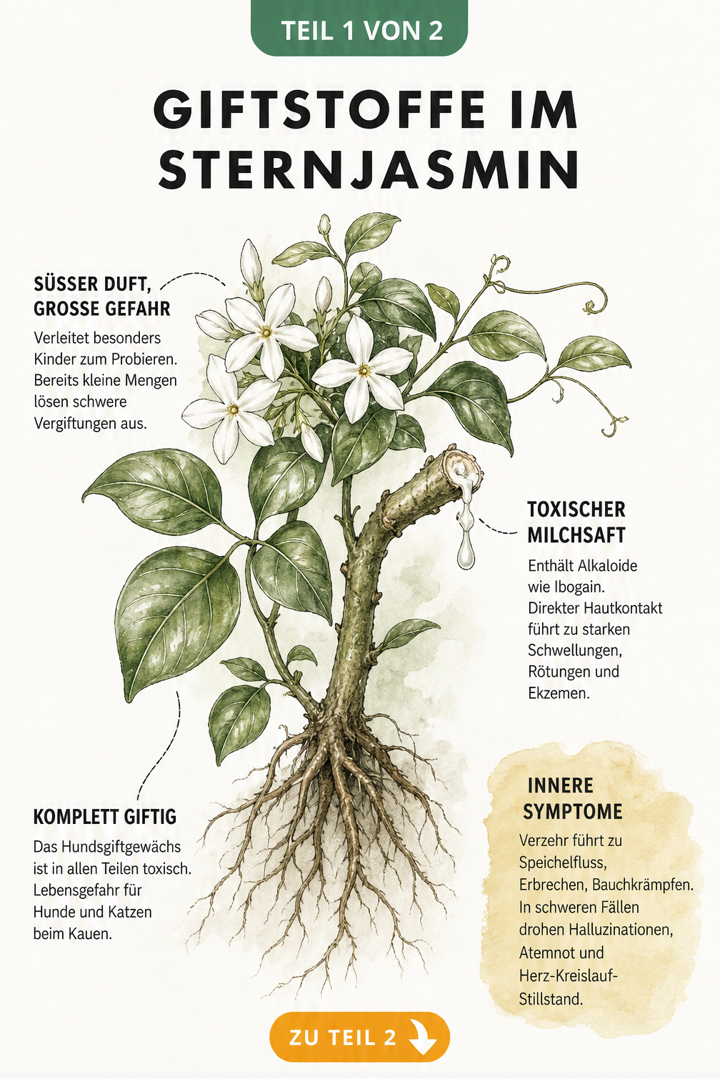 Botanische Illustration eines Sternjasmins mit Wurzeln, Blättern, Blüten und austretendem Milchsaft, die die giftigen Pflanzenteile und Symptome erklärt.