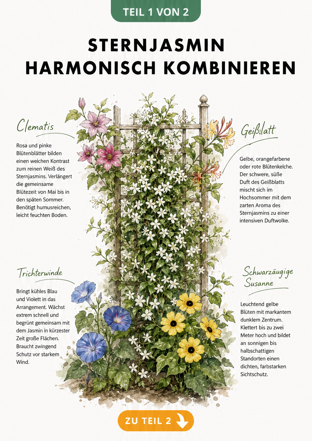 Aquarell-Illustration von Sternjasmin kombiniert mit Clematis, Geißblatt, Trichterwinde und Schwarzäugiger Susanne