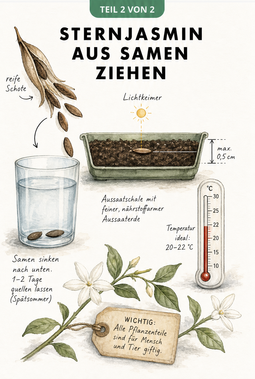 Skizze zur Aussaat von Sternjasmin-Samen in einer flachen Schale mit Thermometer