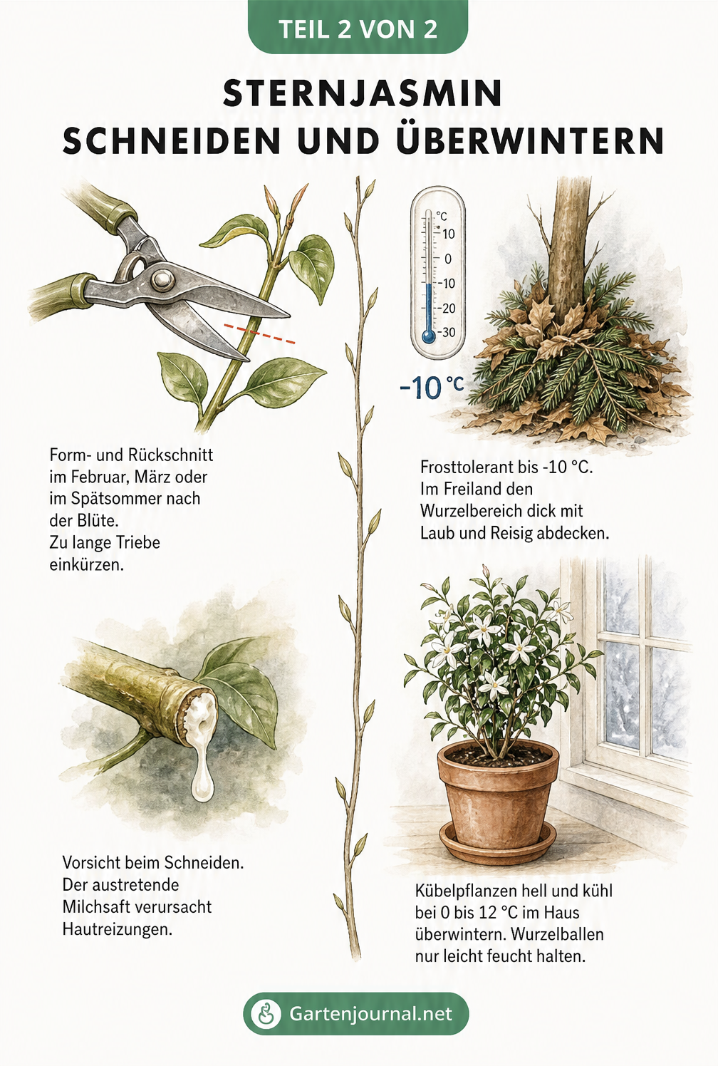 Illustration zum Schneiden und Überwintern von Sternjasmin, zeigt Gartenschere, austretenden Milchsaft und Winterschutz