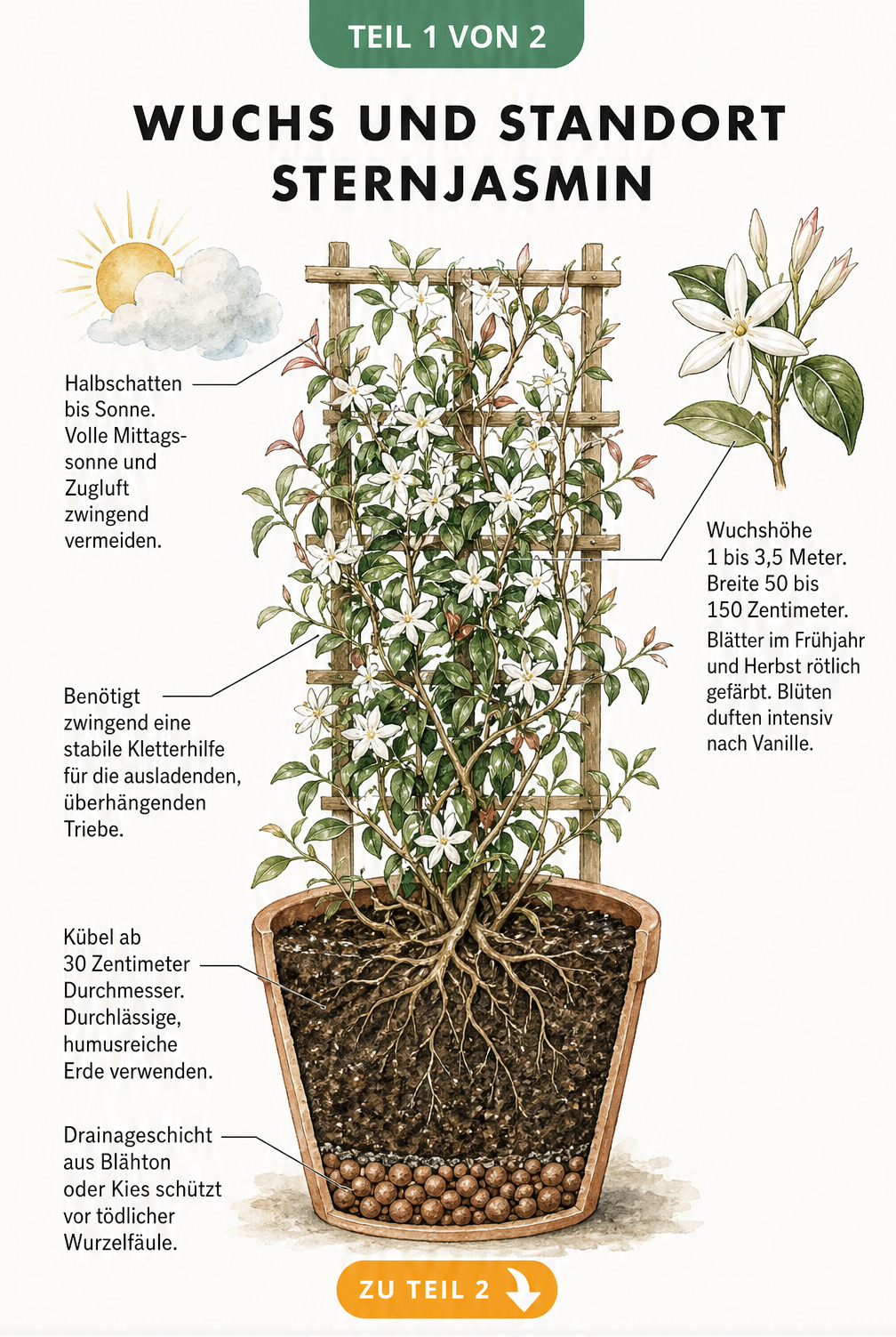Botanische Illustration eines Sternjasmins im Terrakottatopf mit Spalier, zeigt Wuchs, Blüten und Wurzelbereich