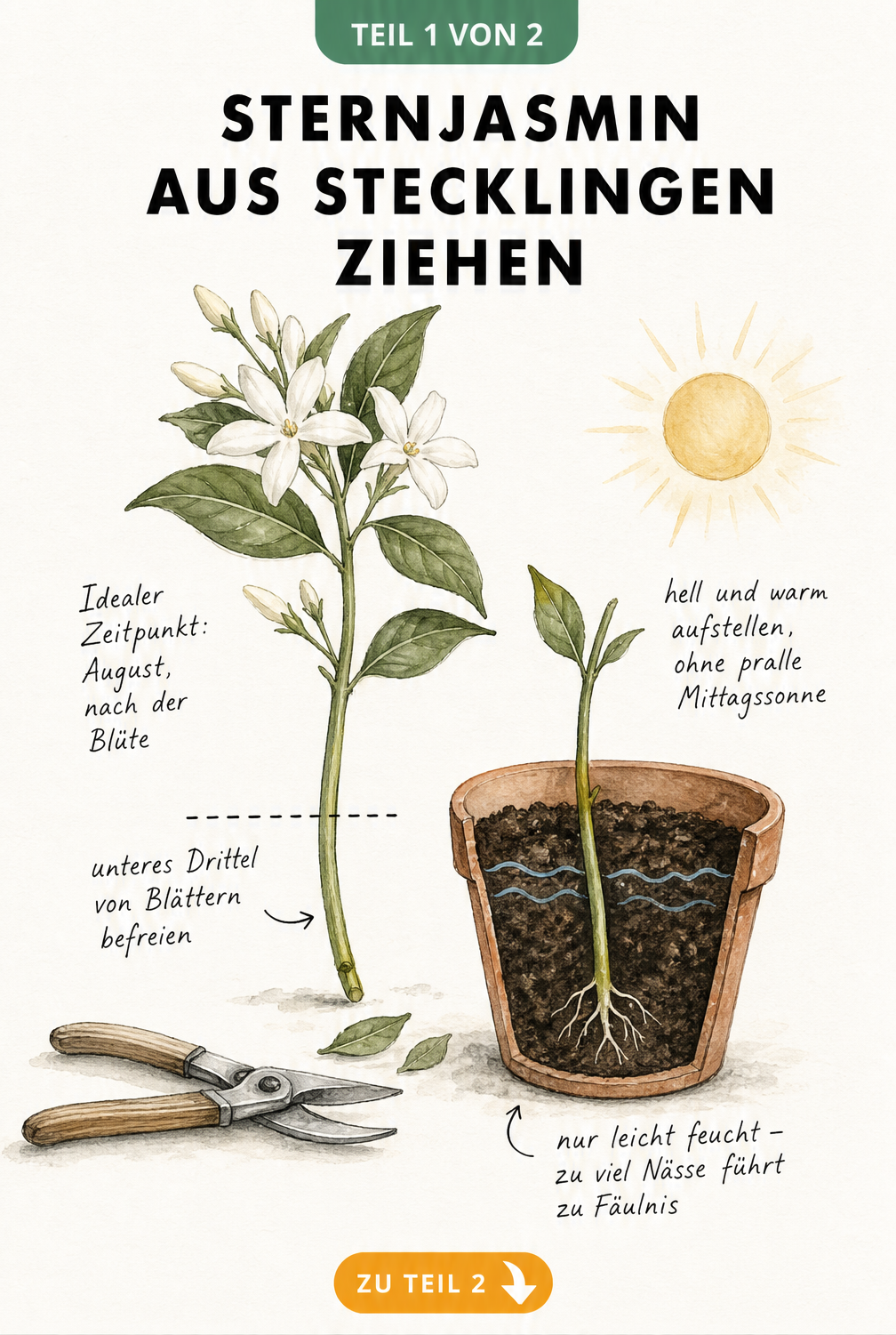 Botanische Illustration eines Sternjasmin-Kopfstecklings im Terrakottatopf mit Anzuchterde