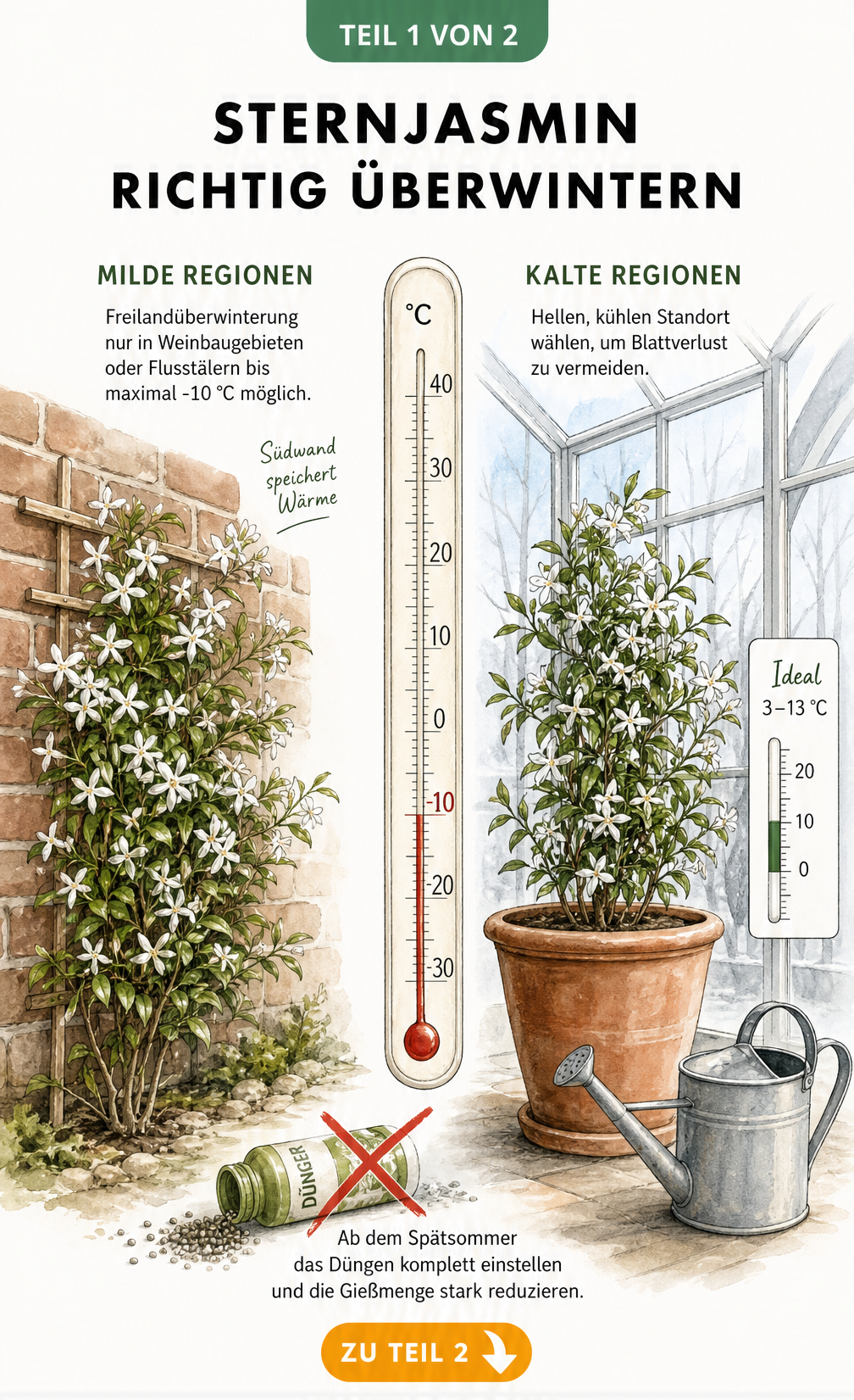 Illustration zur Überwinterung von Sternjasmin: Links im Freiland an einer Südwand bis -10 °C, rechts im Kübel im hellen Wintergarten bei 3 bis 13 °C.