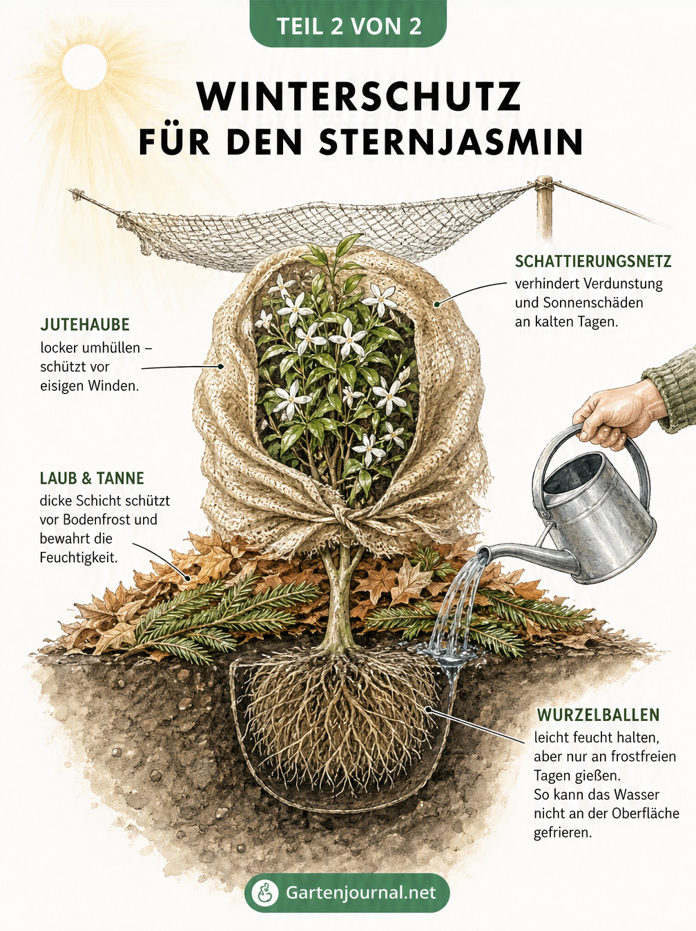 Schnittzeichnung eines Sternjasmins im Garten mit Winterschutz: Jute-Haube gegen Wind, Schattierungsnetz gegen Wintersonne und eine dicke Mulchschicht aus Laub...