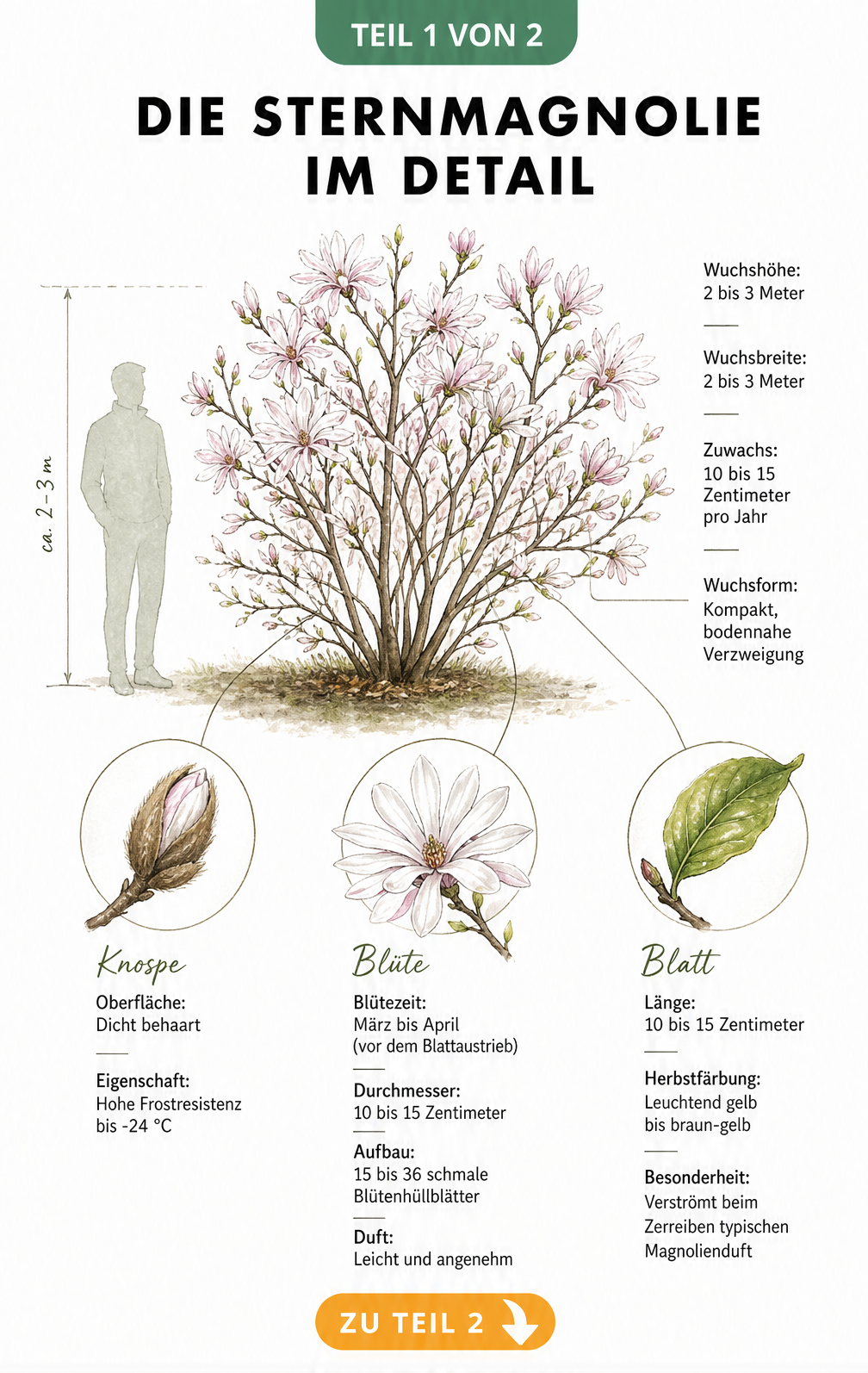 Botanische Illustration der Sternmagnolie mit Details zu Blüte, Knospe und Blatt