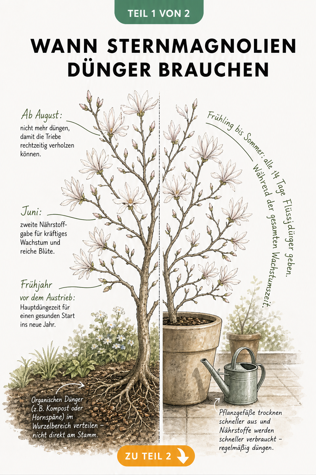 Illustration einer Sternmagnolie im Freiland und im Kübel mit Düngezeitpunkten im Jahresverlauf