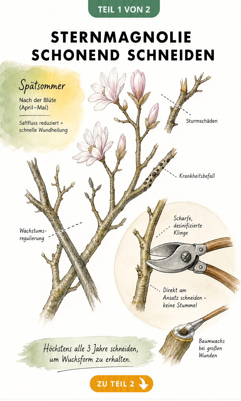 Botanische Illustration eines Sternmagnolien-Astes mit Hinweisen zum schonenden Schnitt im Spätsommer
