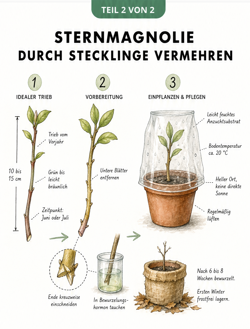 Illustration der drei Schritte zur Vermehrung einer Sternmagnolie durch Stecklinge im Sommer
